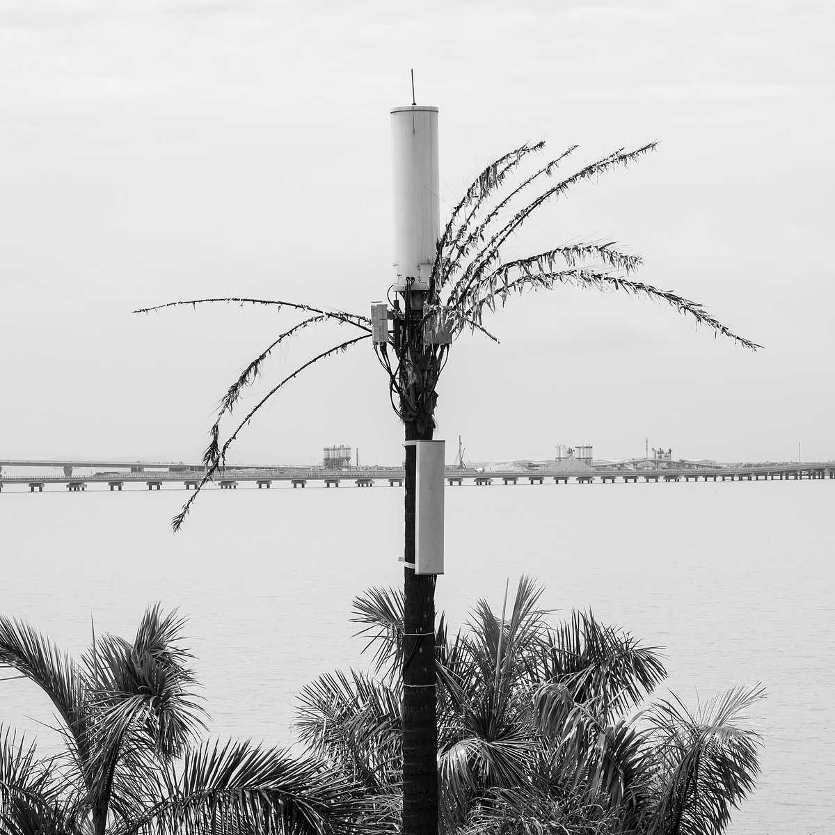 Photograph of an arborescent telecommunications tower in Zhuhai, China.