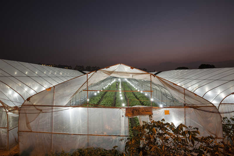 Greenhouse in Cencun, Guangzhou, China.