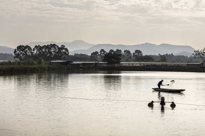 Combined fish and hog farm in Datianglong Village, Zhaoqing.