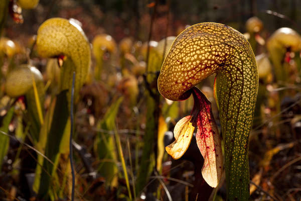 Darlingtonia californica plants grow in a fen at Eight Dollar Mountain in Oregon