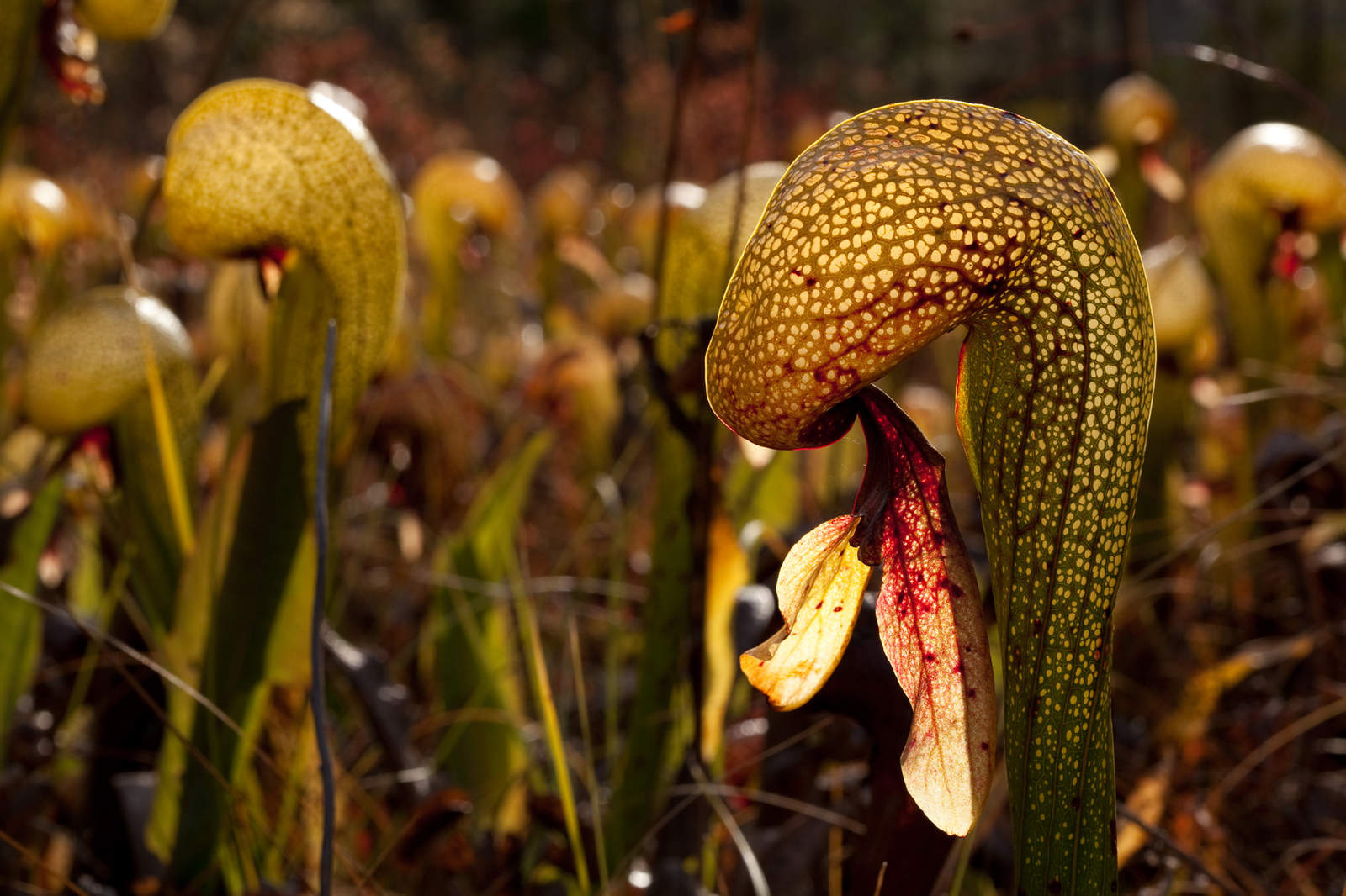 Darlingtonia californica thumbnail