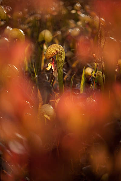 Darlingtonia californica plants grow in a fen at Eight Dollar Mountain in Oregon