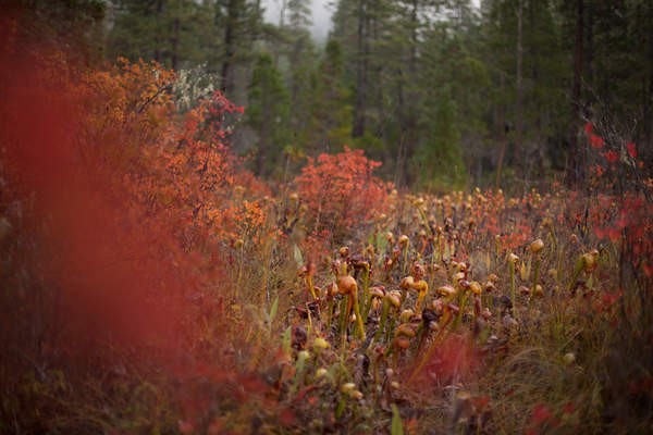 Darlingtonia californica plants grow in a fen at Eight Dollar Mountain in Oregon