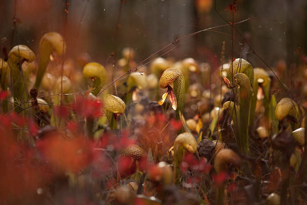 Darlingtonia californica plants grow in a fen at Eight Dollar Mountain in Oregon