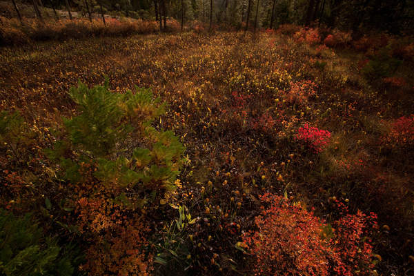 Darlingtonia californica plants grow in a fen at Eight Dollar Mountain in Oregon