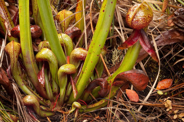 A Darlingtonia californica plant grows at Eight Dollar Mountain, Oregon