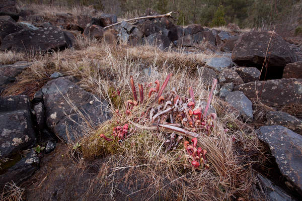 Darlingtonia californica plants grow in a seep at Eight Dollar Mountain, Oregon