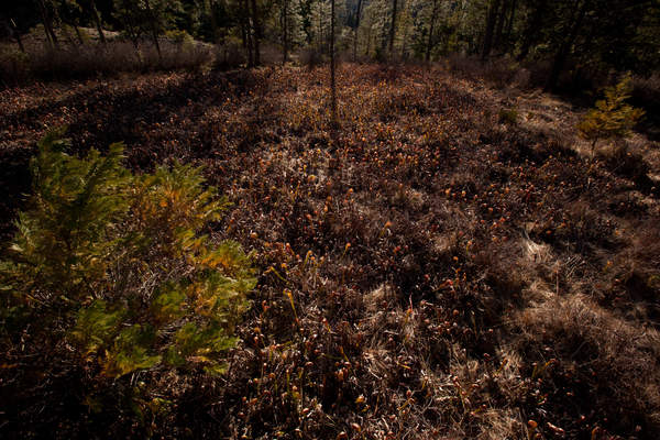 Darlingtonia californica plants grow in a fen at Eight Dollar Mountain in Oregon