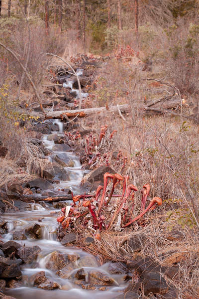 Darlingtonia californica plants line a seep at Eight Dollar Mountain in Oregon