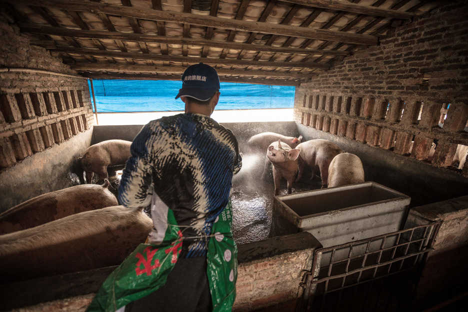 A worker cleans a pig stall in Guangdong Province