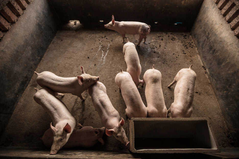 Pigs are farmed in China