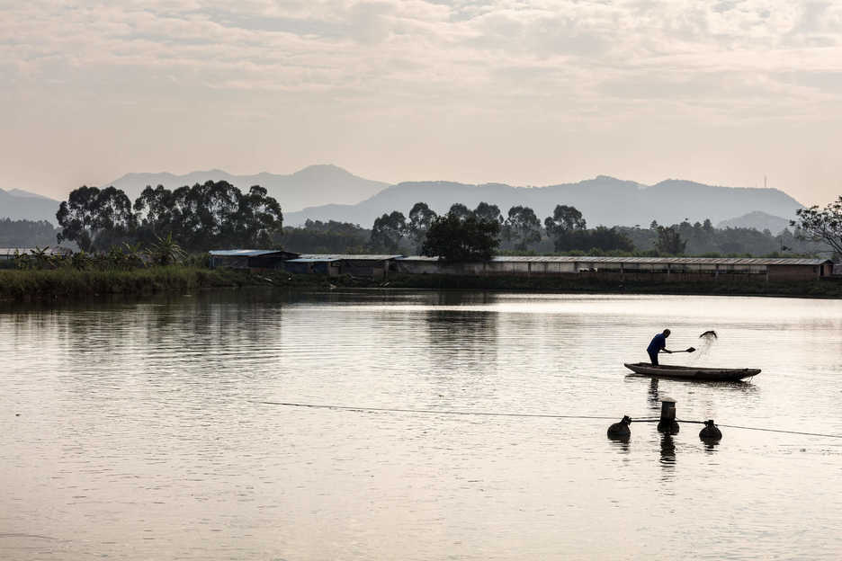 A worker feeds fish at Datianglang Village, Huilong Town, Zhaoqing