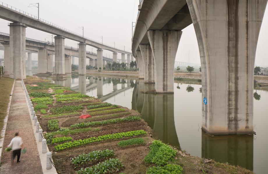 A framer tends crops under high speed rail lines in Panyu, Guangzhou.