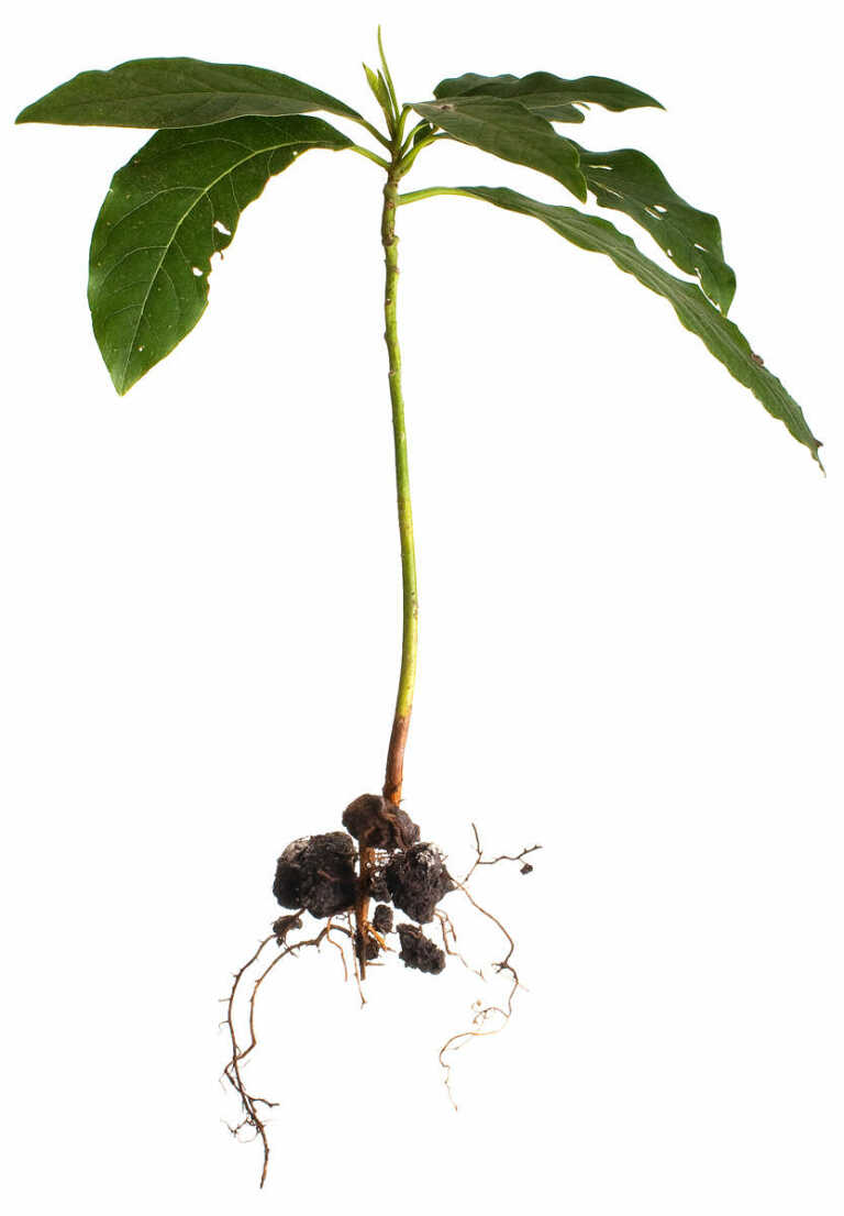 Photograph of Persea americana seedling